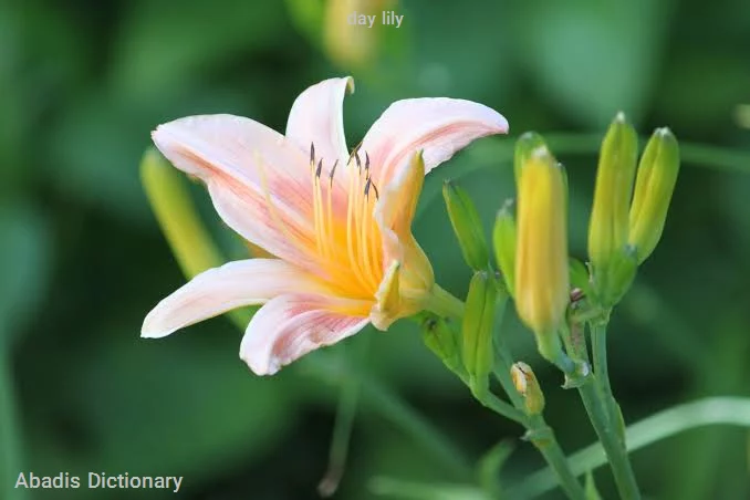 day lily